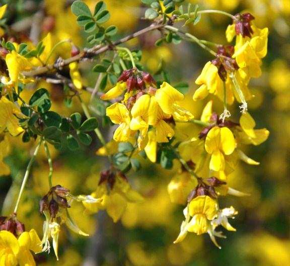 Изображение особи Hippocrepis emeroides.