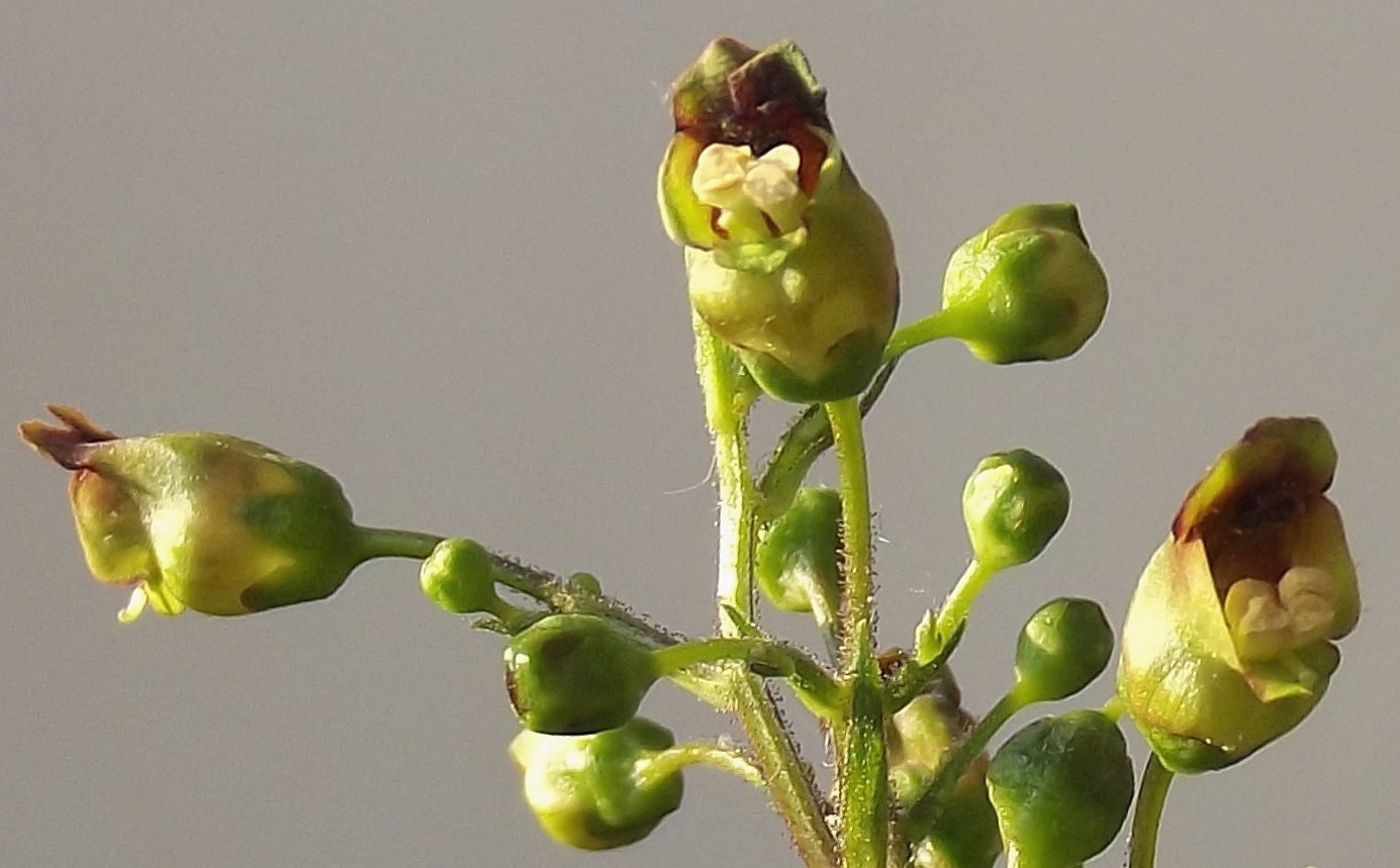 Изображение особи Scrophularia nodosa.