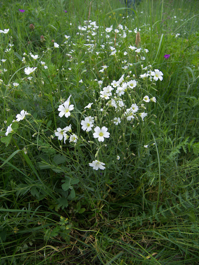 Image of Cerastium arvense specimen.