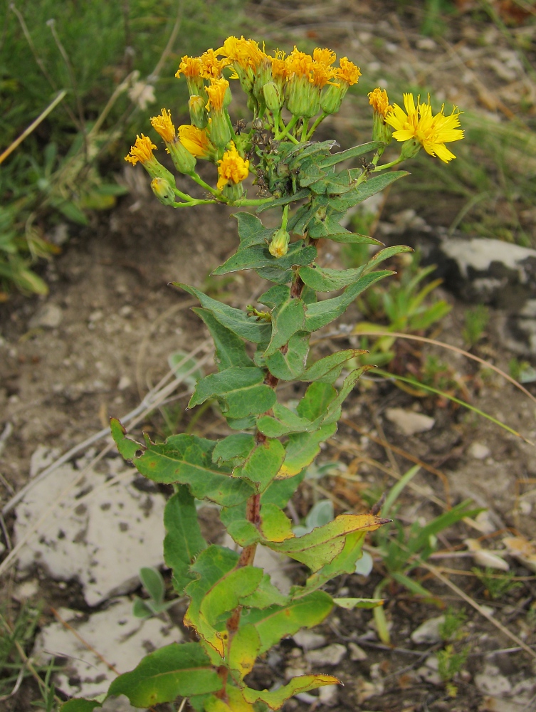 Изображение особи Hieracium virosum.