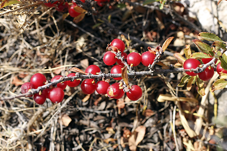 Image of Cerasus tianshanica specimen.