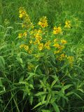 Lysimachia vulgaris. Верхушки цветущих растений. Иркутская область, г. Нижнеудинск, нижнее течение р. Уват, сырой луг. 14.07.2012.