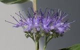 Caryopteris &times; clandonensis