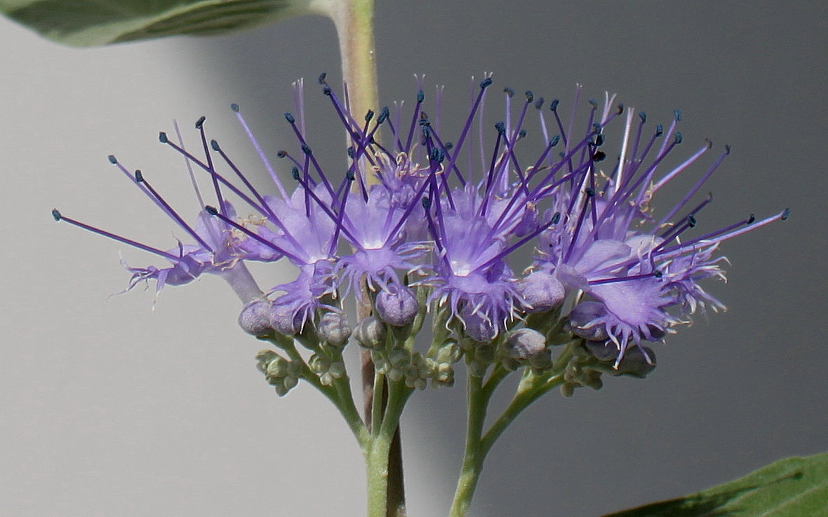 Image of Caryopteris × clandonensis specimen.