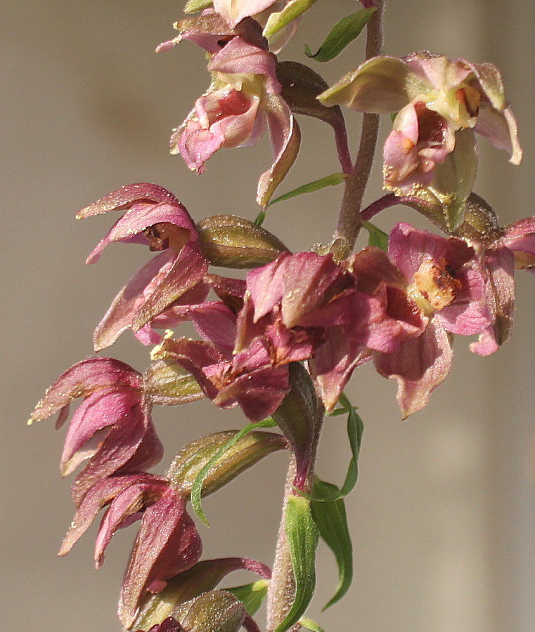 Image of Epipactis helleborine specimen.