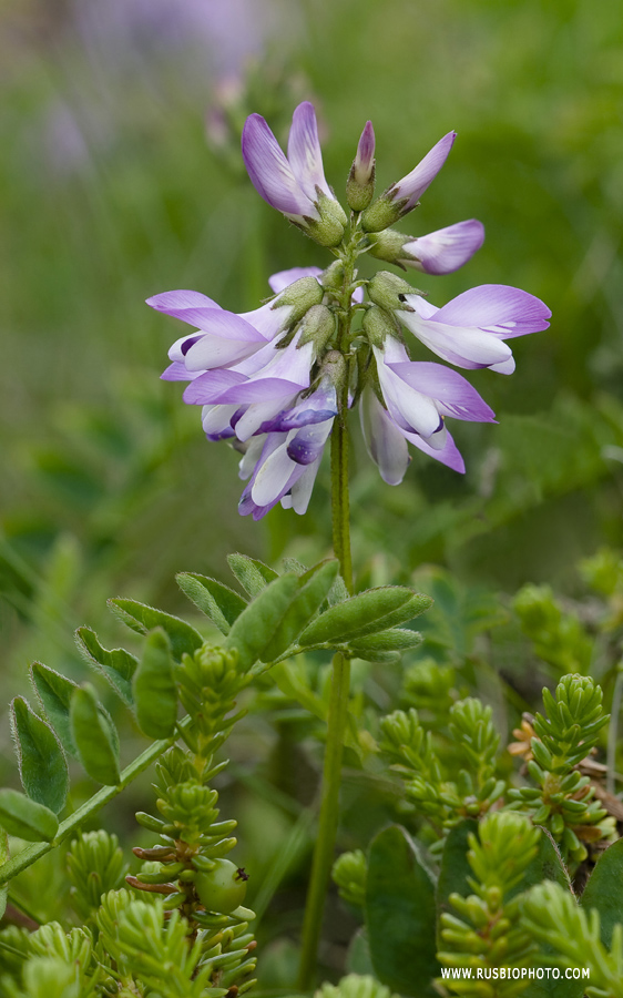 Image of Astragalus subpolaris specimen.