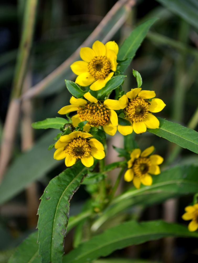 Image of Bidens cernua var. radiata specimen.