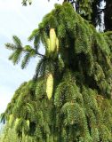 Picea abies. Ветви с невызревшими шишками. Венгрия, Хевеш, г. Эгер, у дома на набережной вдоль ручья Эгер. 11.09.2012.