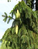 Picea abies