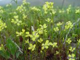 Erysimum repandum