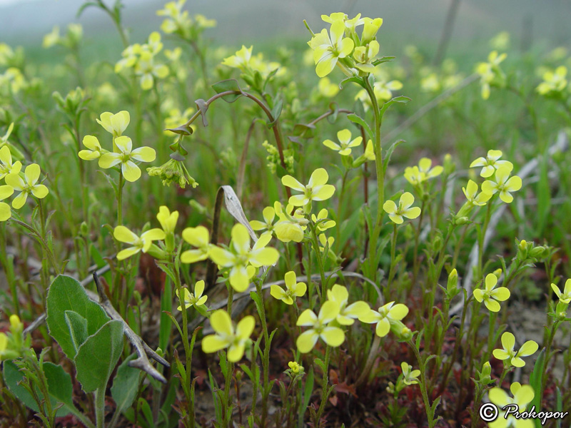 Изображение особи Erysimum repandum.