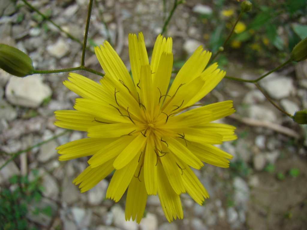 Image of genus Lapsana specimen.