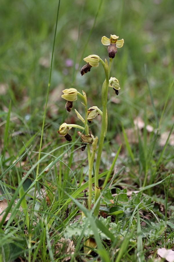 Изображение особи Ophrys fusca.