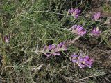 Astragalus varius. Верхушки побегов с соцветиями. Саратовская обл., Саратовский р-н, опустыненный песчаный склон южной экспозиции. 21 октября 2012 г.