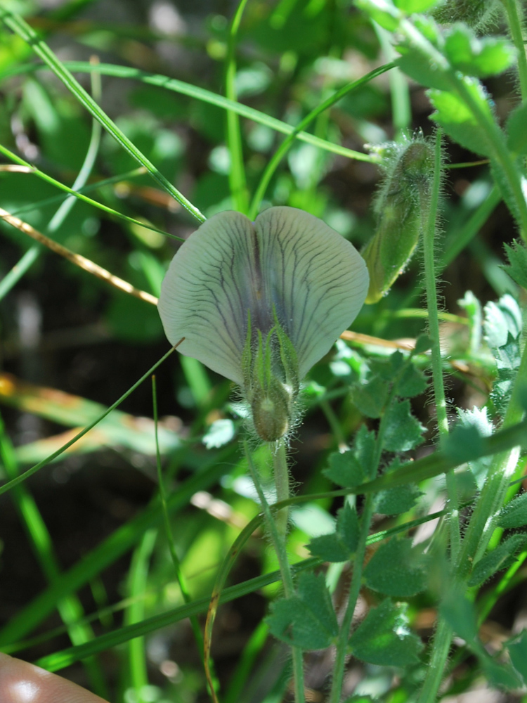 Image of Cicer songaricum specimen.