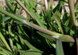 Polypogon maritimus