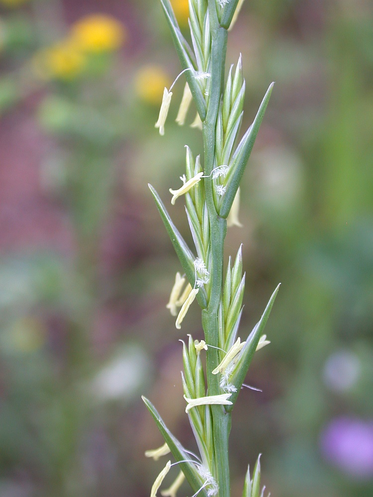 Изображение особи Lolium rigidum.