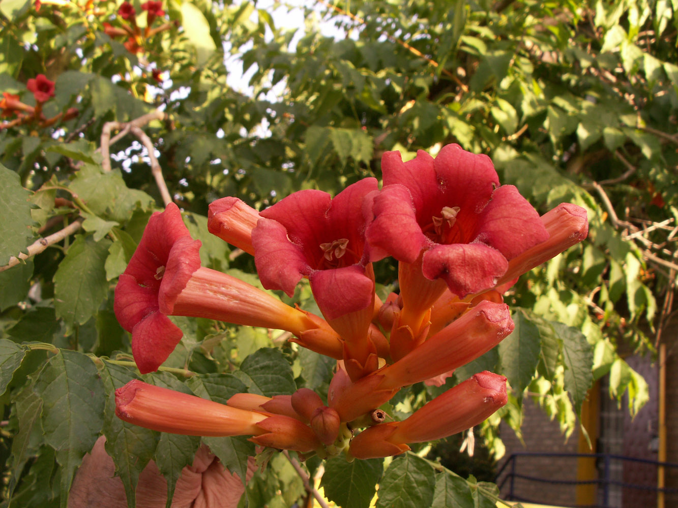 Image of Campsis radicans specimen.