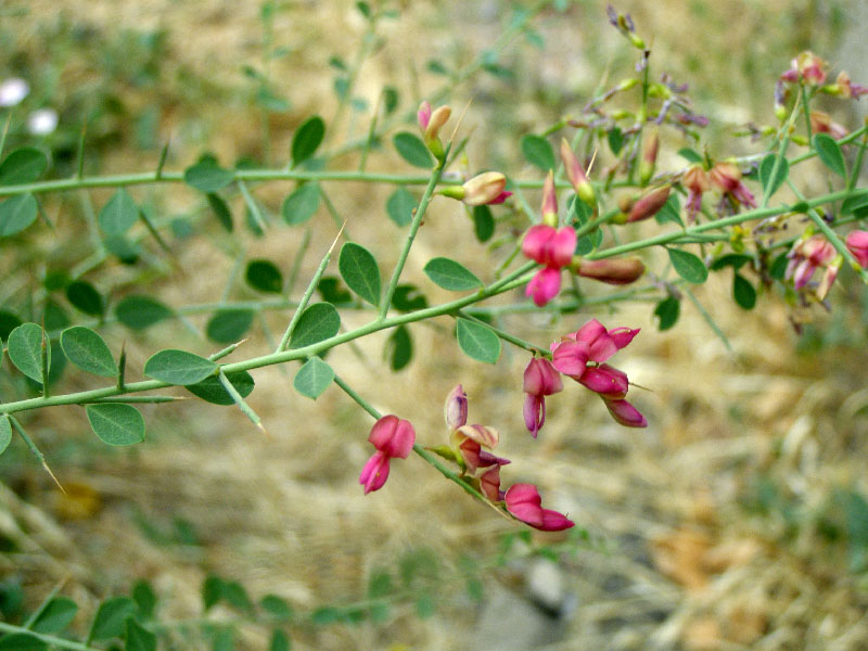 Image of Alhagi pseudalhagi specimen.
