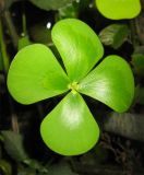 Marsilea mutica