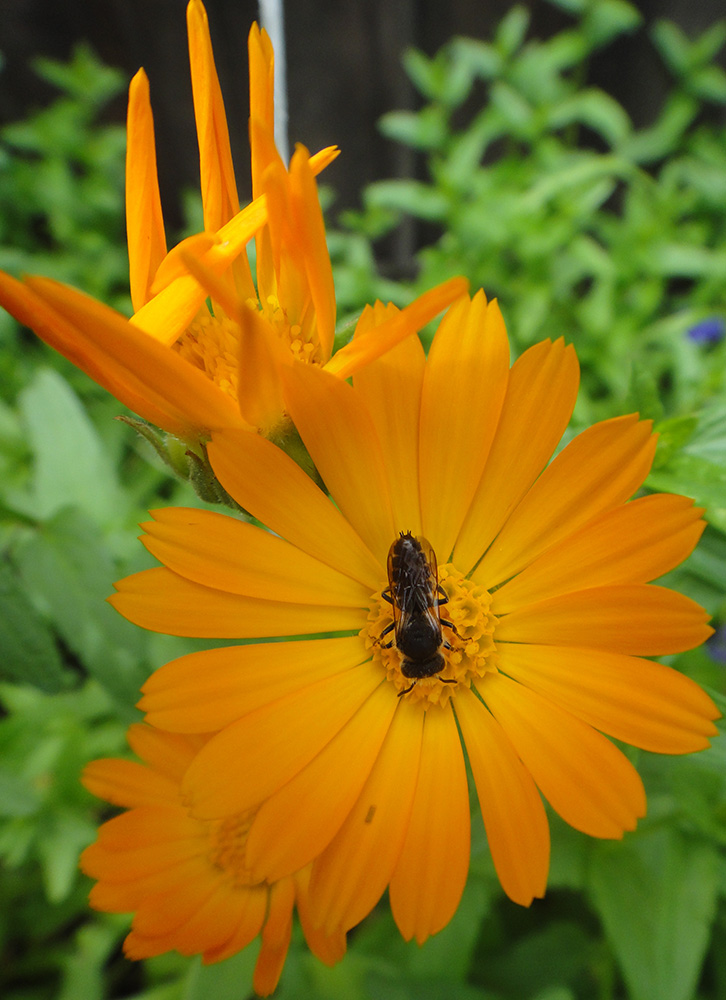 Image of Calendula officinalis specimen.