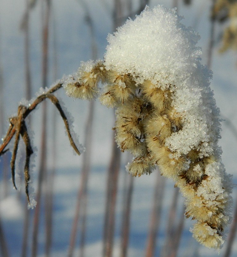 Изображение особи Solidago virgaurea.