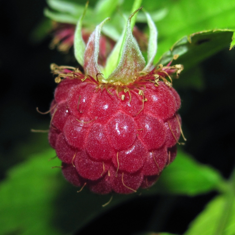 Image of Rubus idaeus specimen.