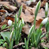 Galanthus plicatus