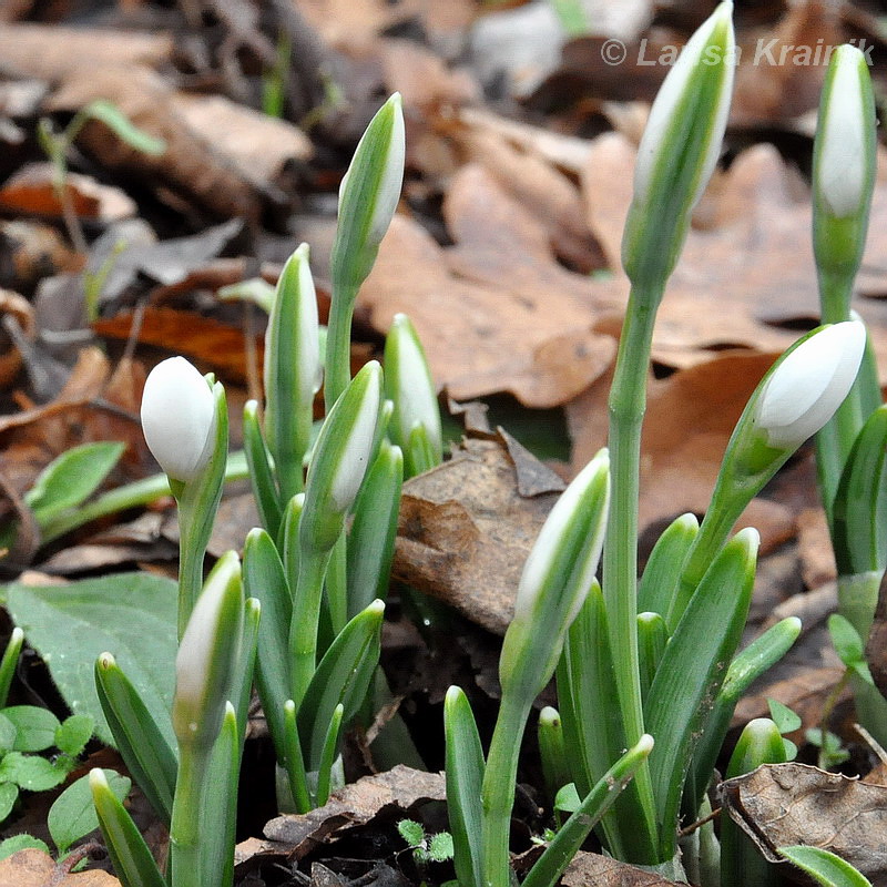 Изображение особи Galanthus plicatus.