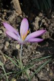 Crocus tommasinianus