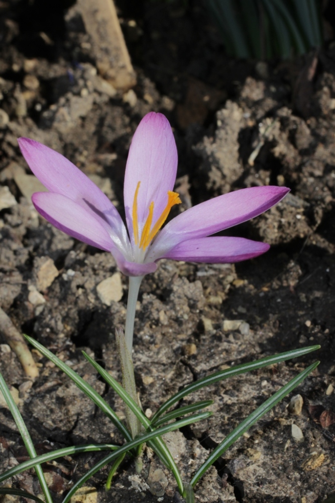 Image of Crocus tommasinianus specimen.