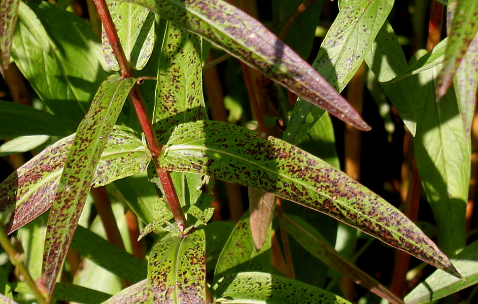 Изображение особи Lythrum salicaria.