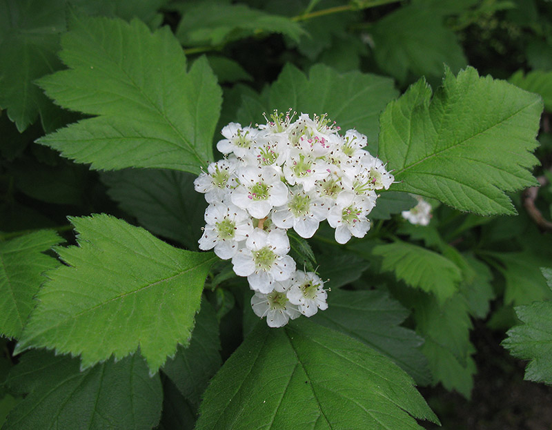 Image of Crataegus sanguinea specimen.