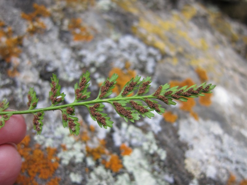 Image of Asplenium nesii specimen.