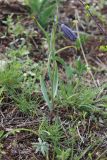 Fritillaria caucasica