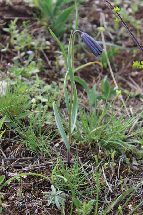 Image of Fritillaria caucasica specimen.