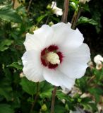 Hibiscus syriacus. Цветок. Хорватия, Лика-Сень, Национальный парк «Плитвицкие озёра», небольшая деревушка, у дома. 05.09.2012.