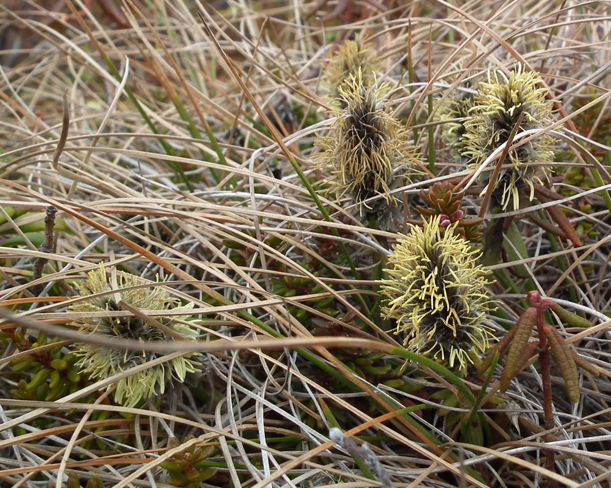 Image of Eriophorum vaginatum specimen.