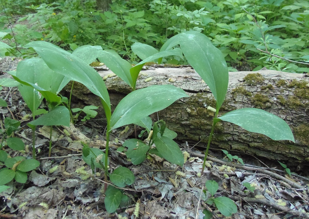 Изображение особи Convallaria majalis.