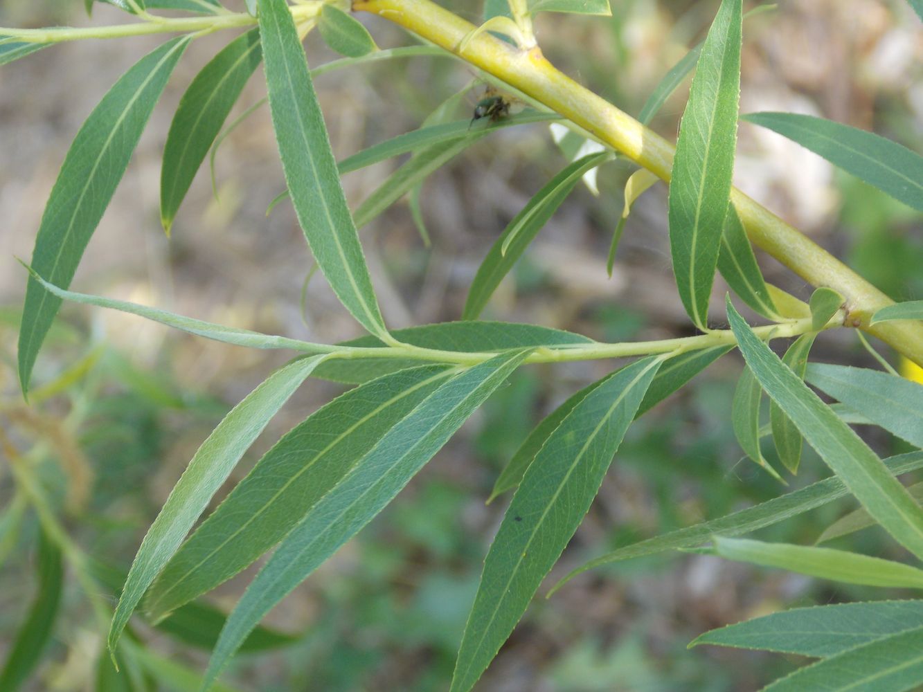 Изображение особи Salix &times; sepulcralis.