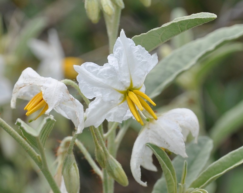 Изображение особи Solanum elaeagnifolium.