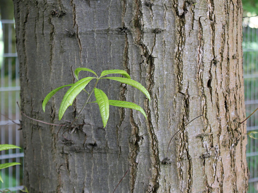 Изображение особи Quercus phellos.