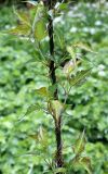 Leycesteria formosa