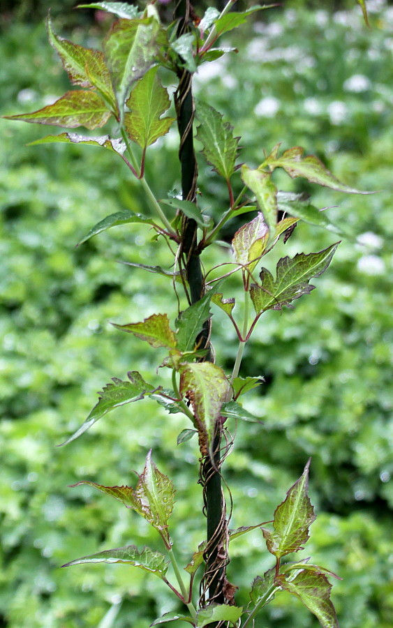 Изображение особи Leycesteria formosa.