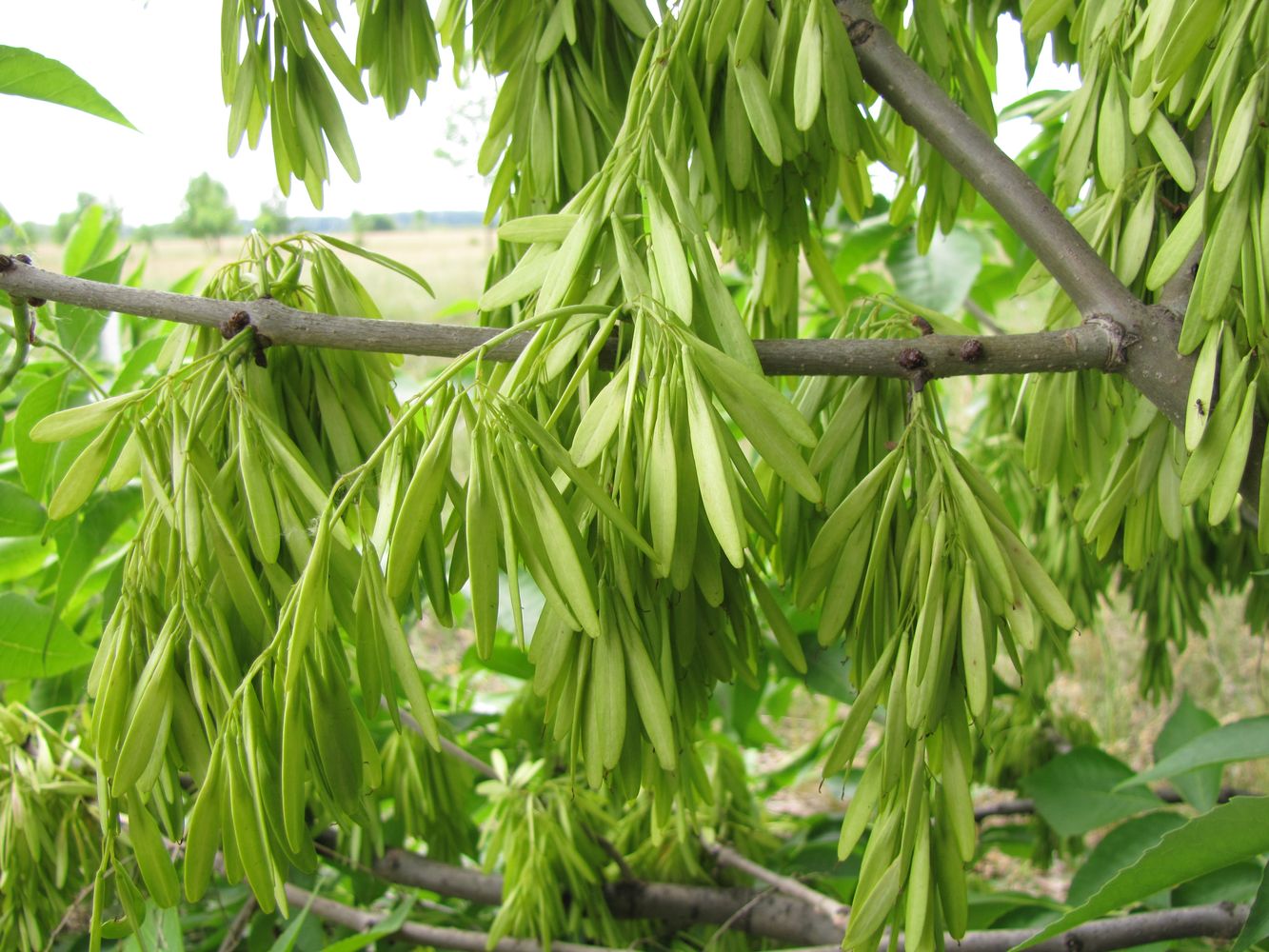 Image of Fraxinus pennsylvanica specimen.