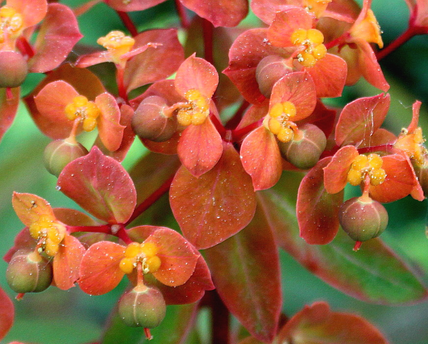 Image of Euphorbia griffithii specimen.