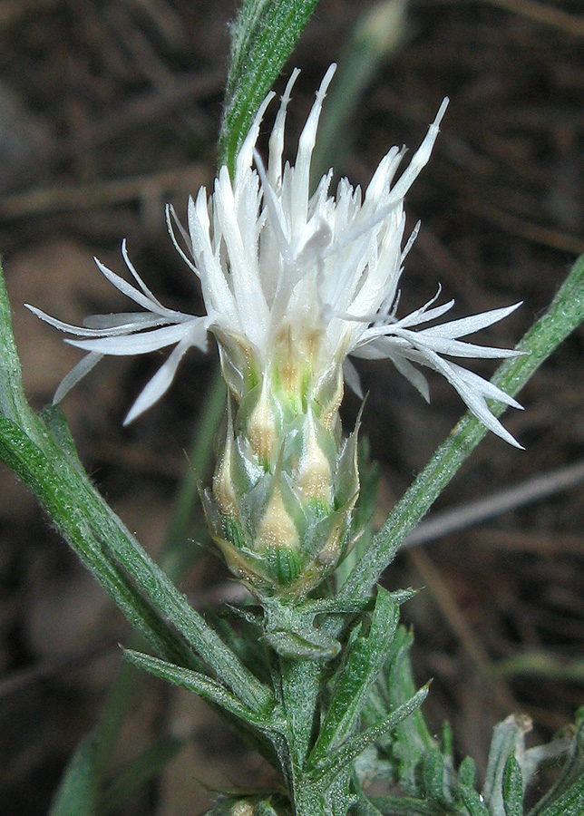 Image of Centaurea sterilis specimen.