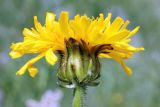 Crepis sibirica