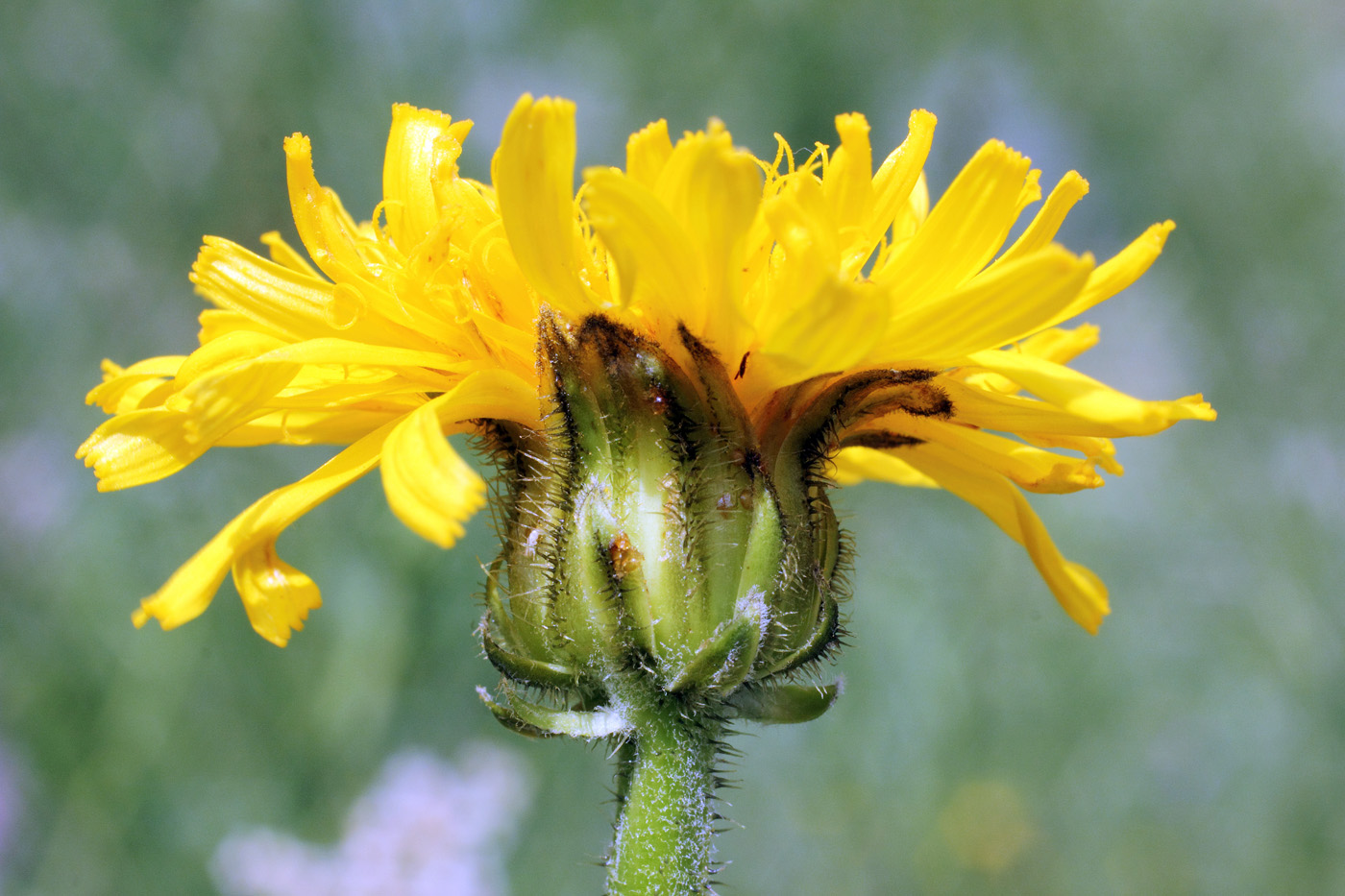 Image of Crepis sibirica specimen.