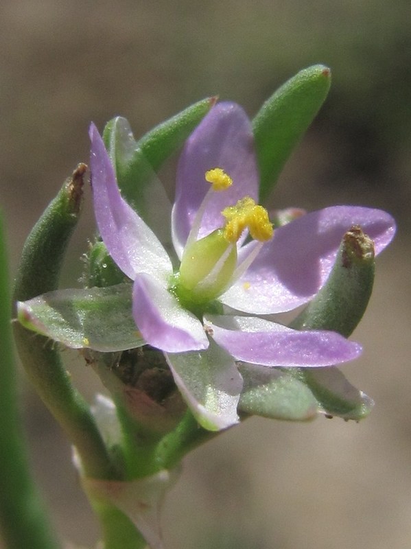 Image of Spergularia marina specimen.